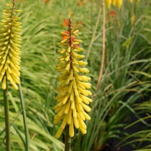 Kniphofia 'Sunningdale Yellow' ---